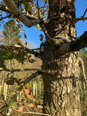 Wilder sensing recorder insitu.jpg